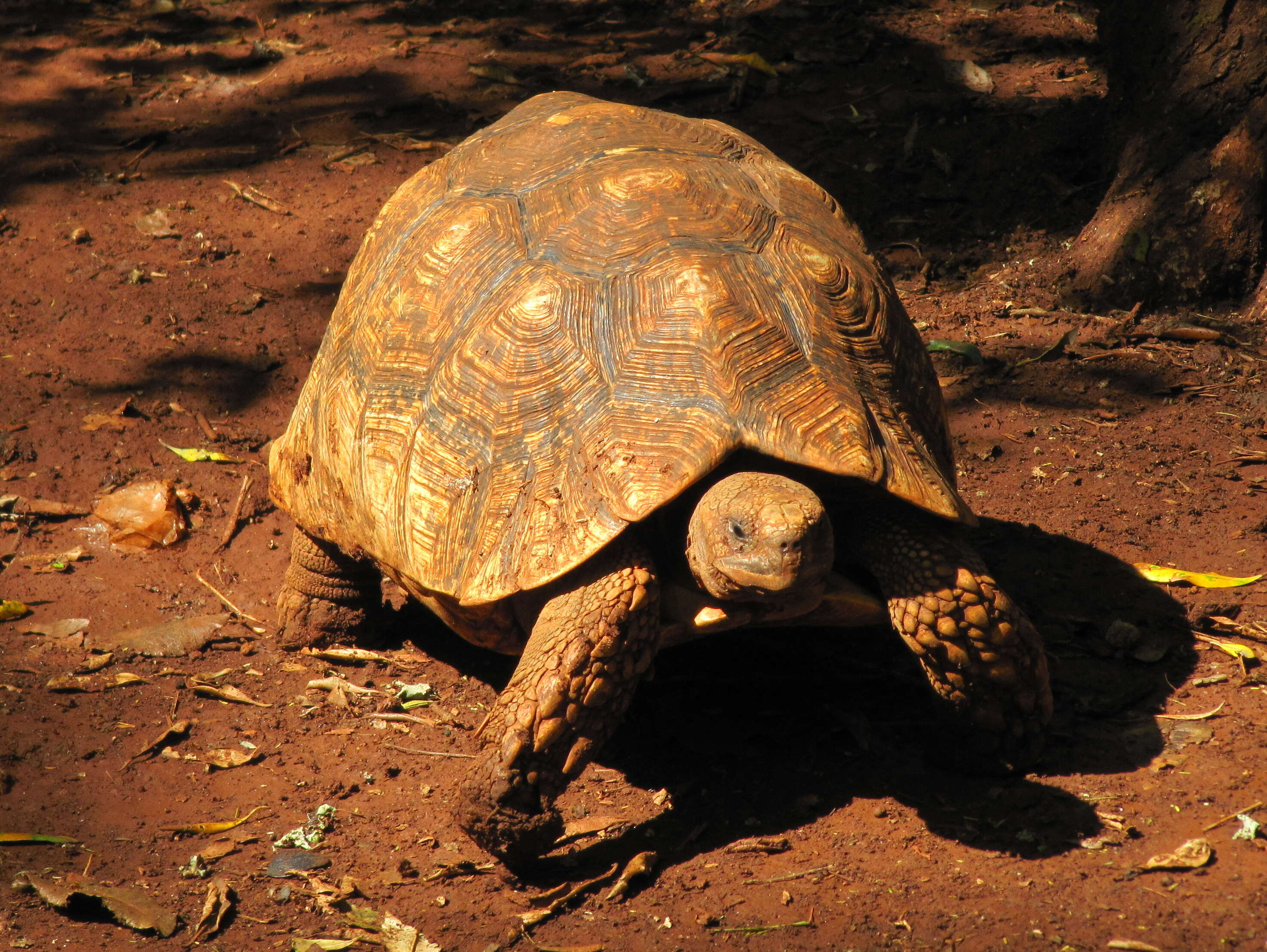 Sivun Stigmochelys kuva