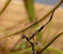 Image of Drosera binata Labill.