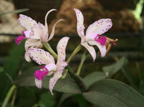 Image of Cattleya amethystoglossa Linden & Rchb. fil. ex R. Warner