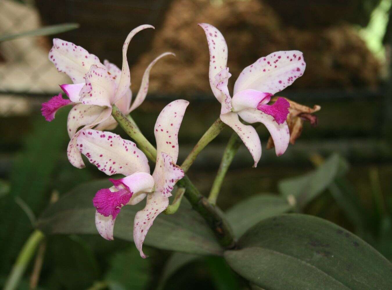 Image of Cattleya amethystoglossa Linden & Rchb. fil. ex R. Warner