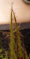 Image of Drosera binata Labill.