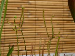 Image of Drosera binata Labill.