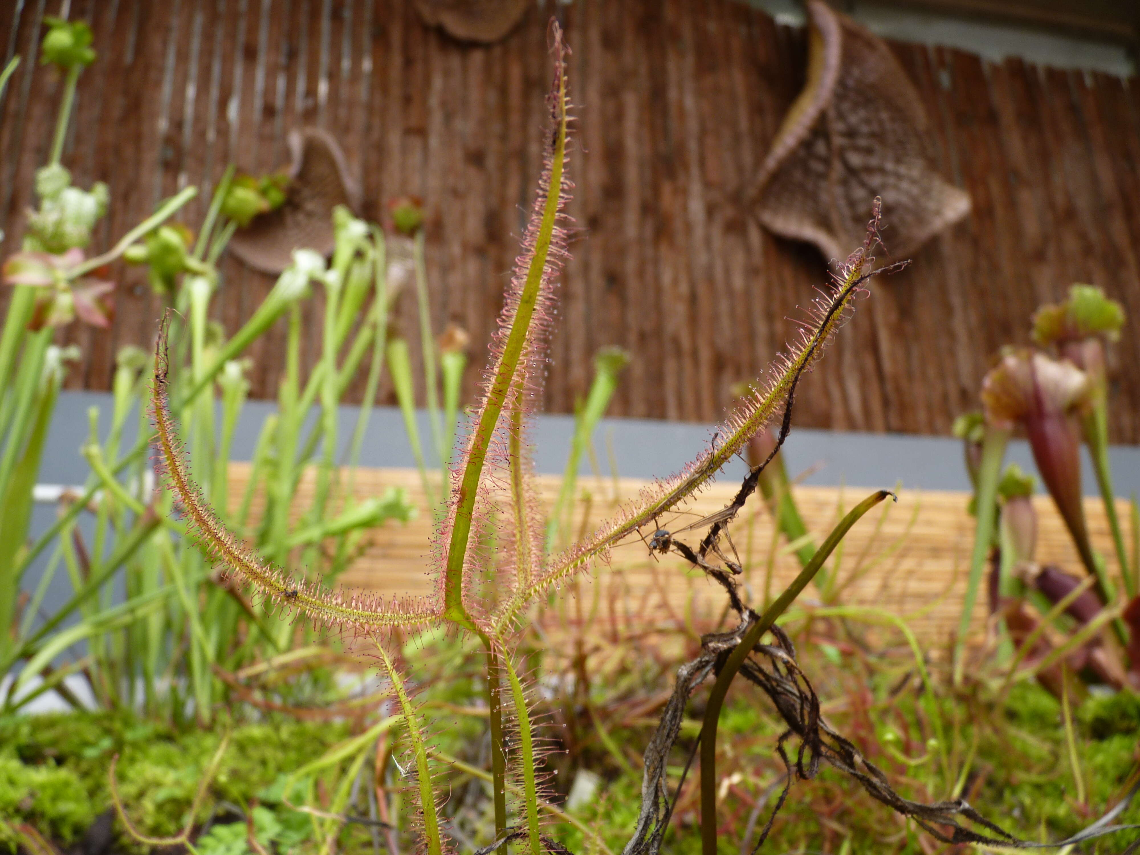 Image of Drosera binata Labill.