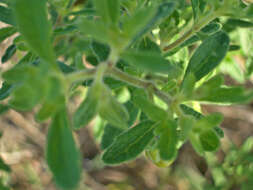 Image of Calea ferruginea Baker