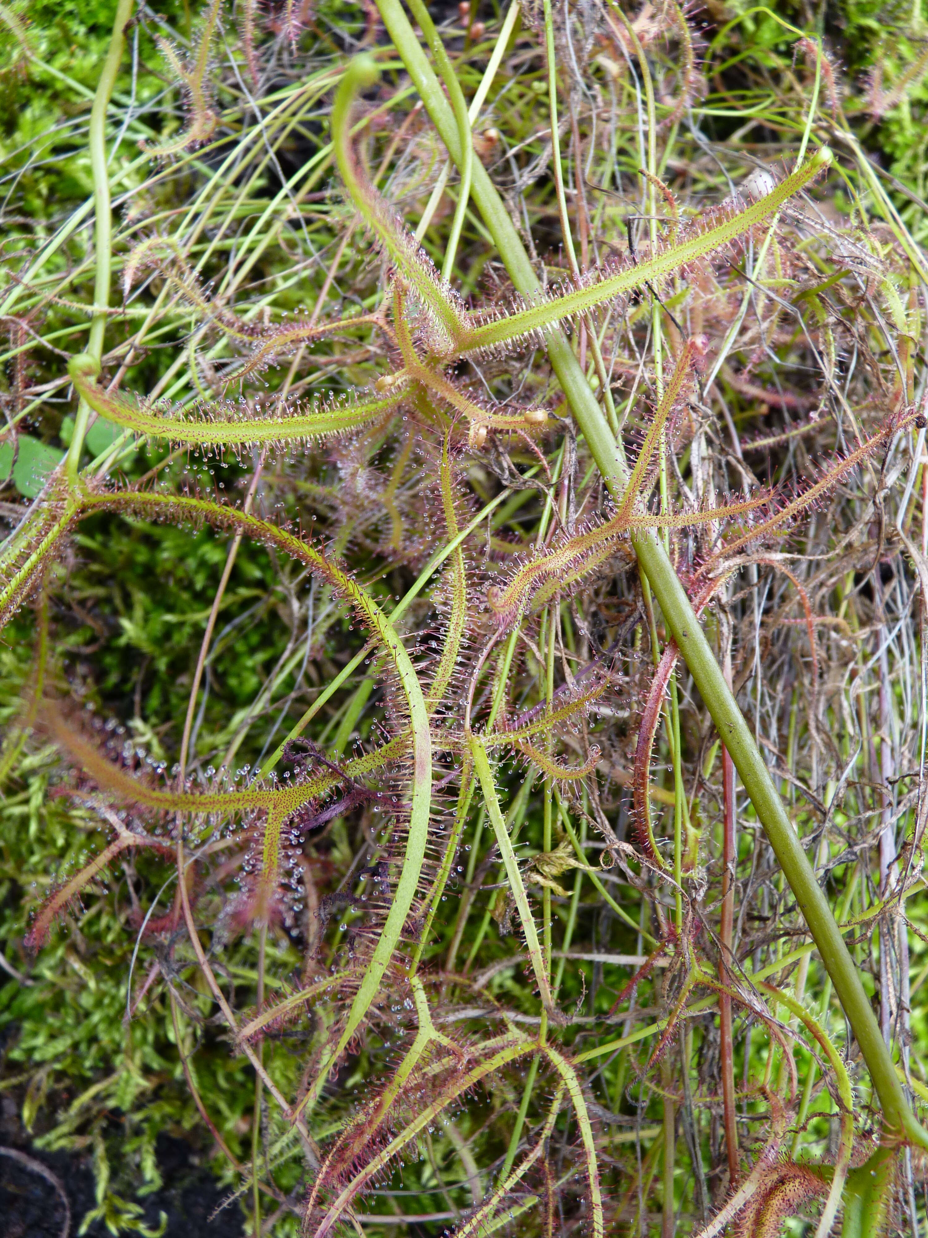 Image of Drosera binata Labill.