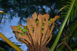 Image of Cycad