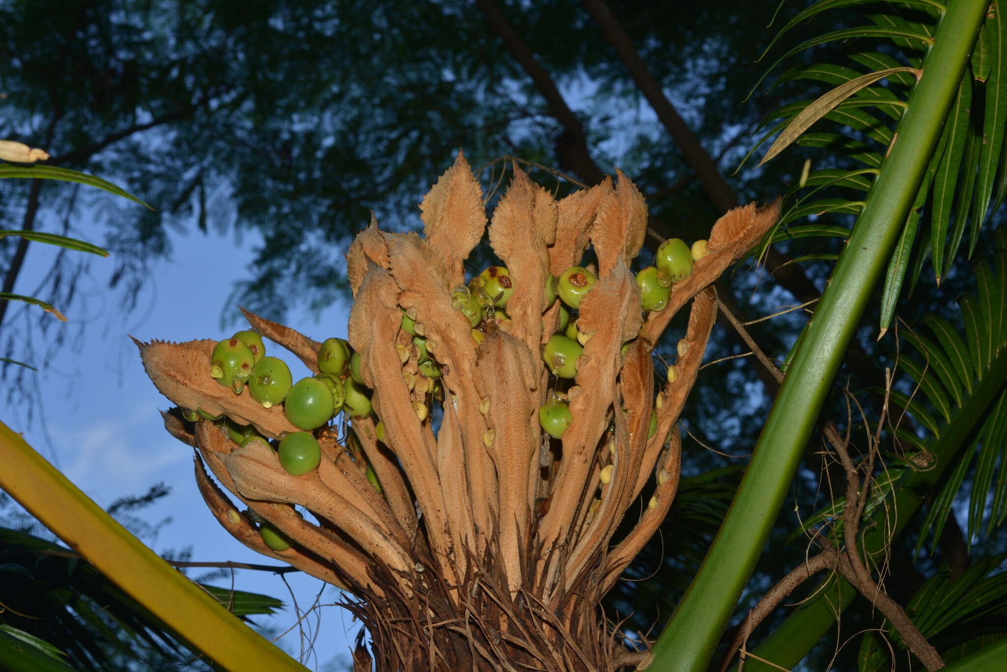 Image of Cycad