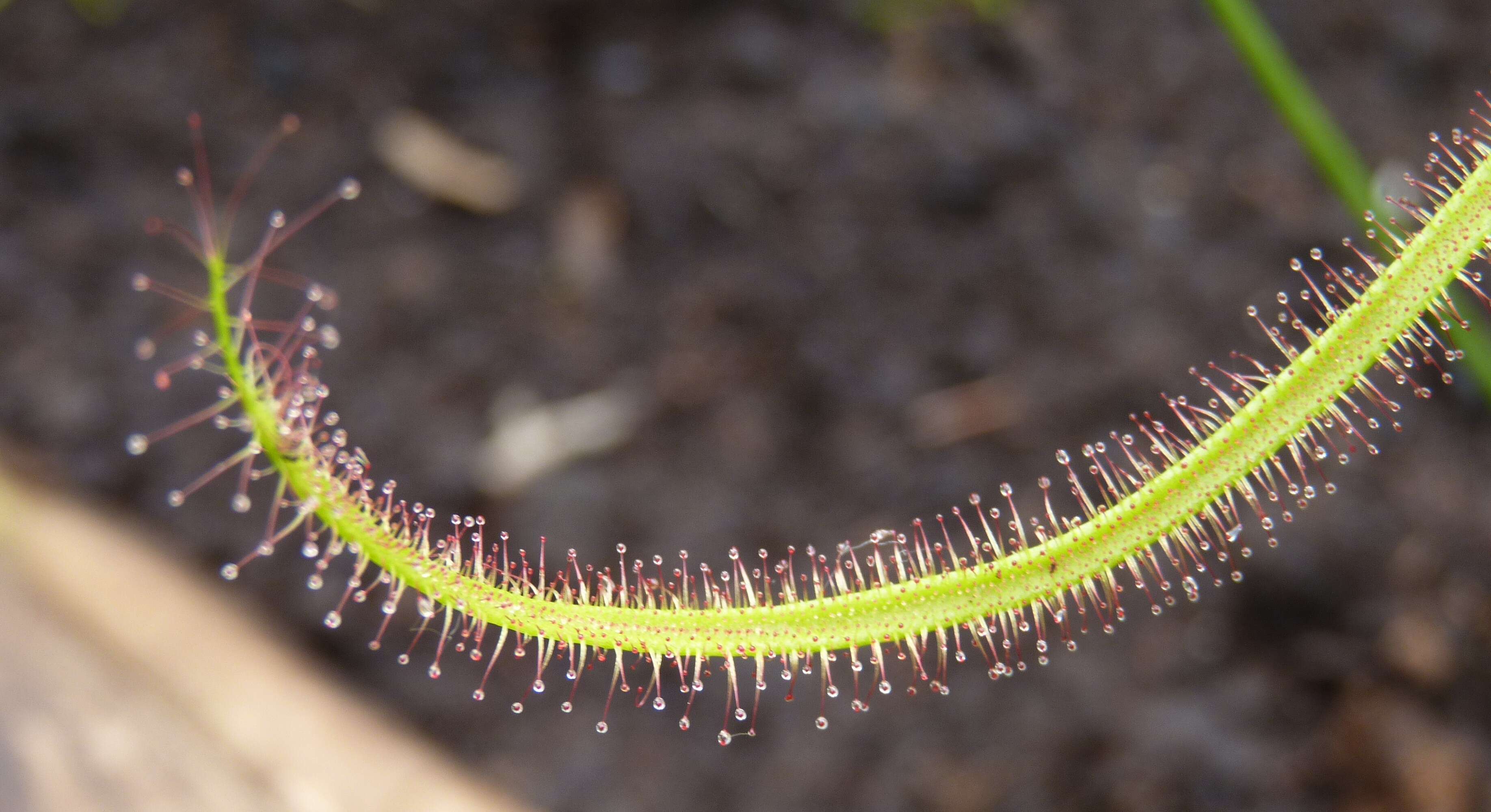 Image of Drosera binata Labill.