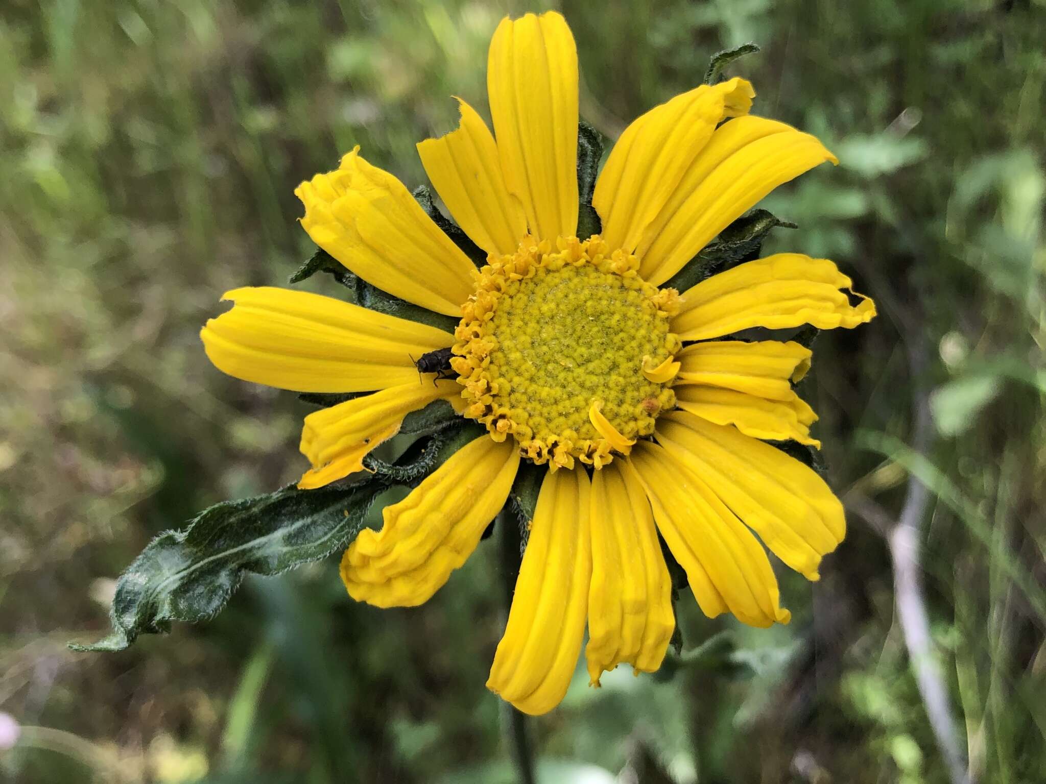 Image of Mt. Diablo helianthella