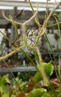 Image of Drosera binata Labill.