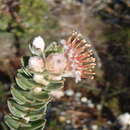 Image of Leucospermum truncatulum (Salisb. ex Knight) Rourke