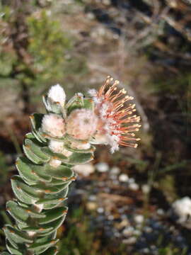 Imagem de Leucospermum truncatulum (Salisb. ex Knight) Rourke