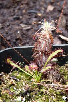 Image of Drosera barbigera Planch.