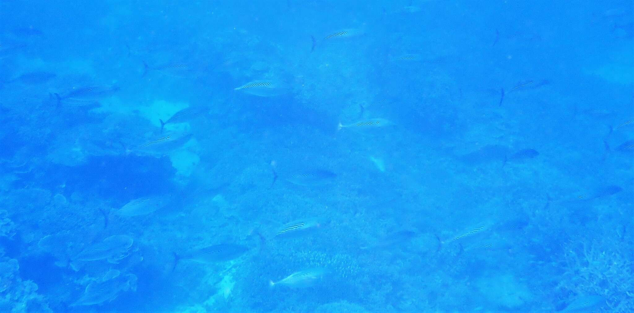 Image of Bonito