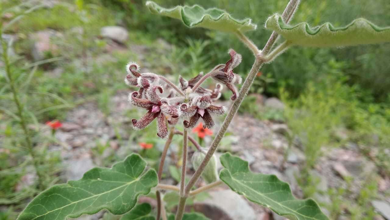 Image of Philibertia barbata (Malme) Goyder