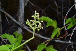 Image of Cyphostemma congestum (Bak.) Descoings ex Wild & R. B. Drumm.