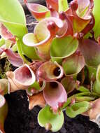 Image of Heliamphora pulchella Wistuba, Carow, Harbarth & Nerz