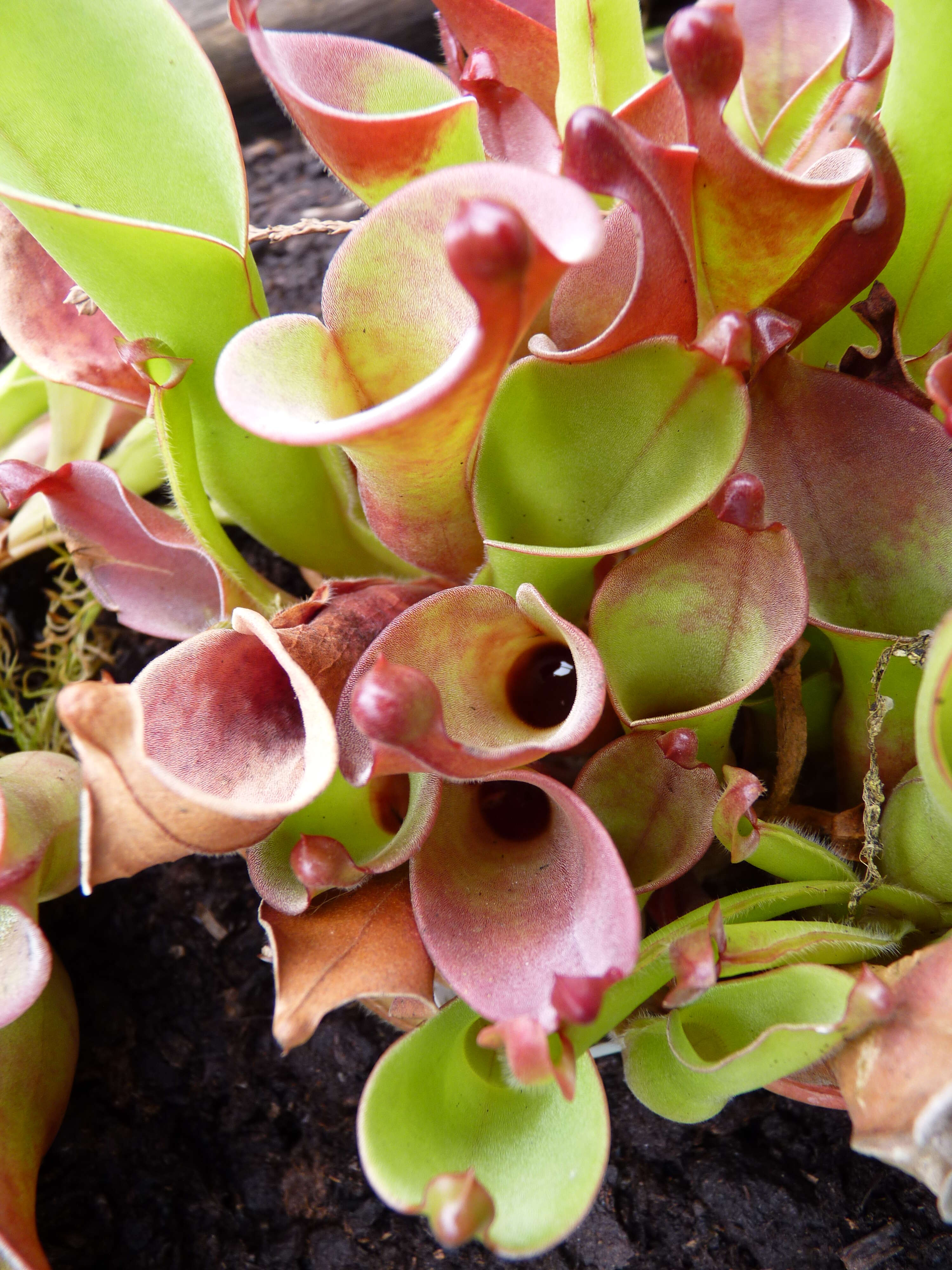 Image of Heliamphora pulchella Wistuba, Carow, Harbarth & Nerz