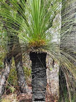 Image of Xanthorrhoea glauca D. J. Bedford