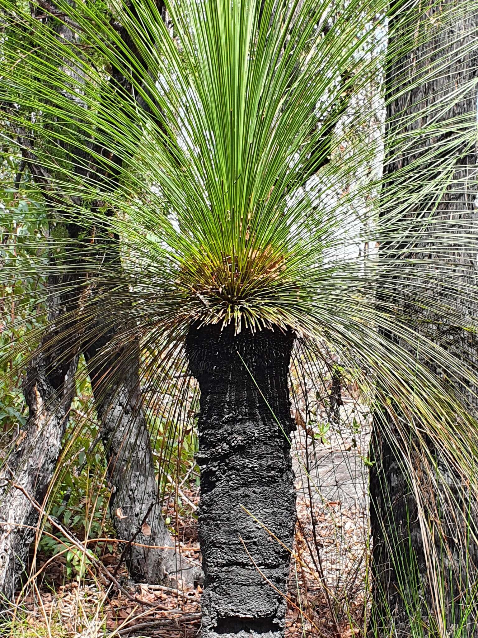 Image of Xanthorrhoea glauca D. J. Bedford