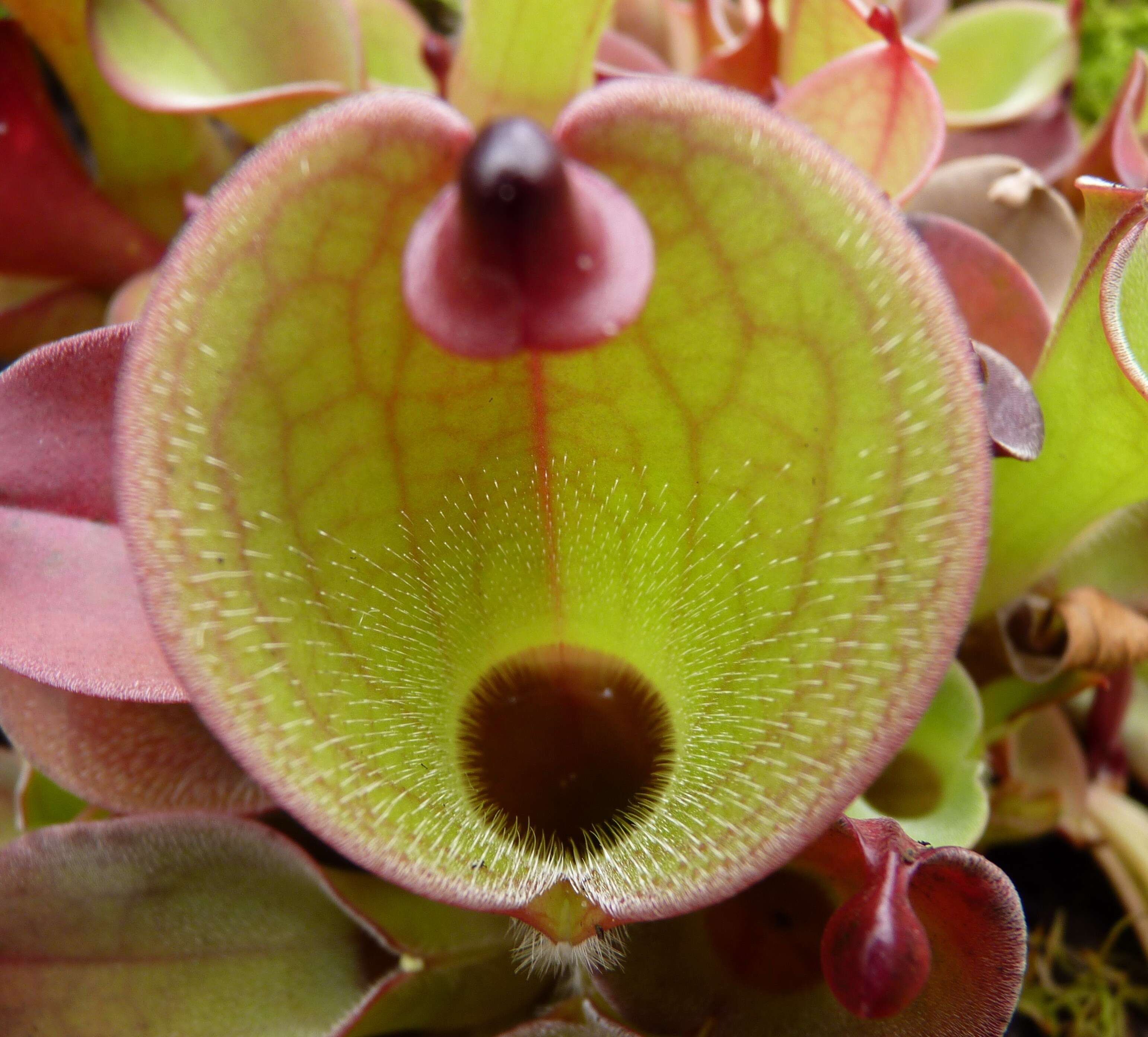 Image of Heliamphora pulchella Wistuba, Carow, Harbarth & Nerz