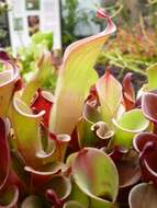 Image of Heliamphora pulchella Wistuba, Carow, Harbarth & Nerz