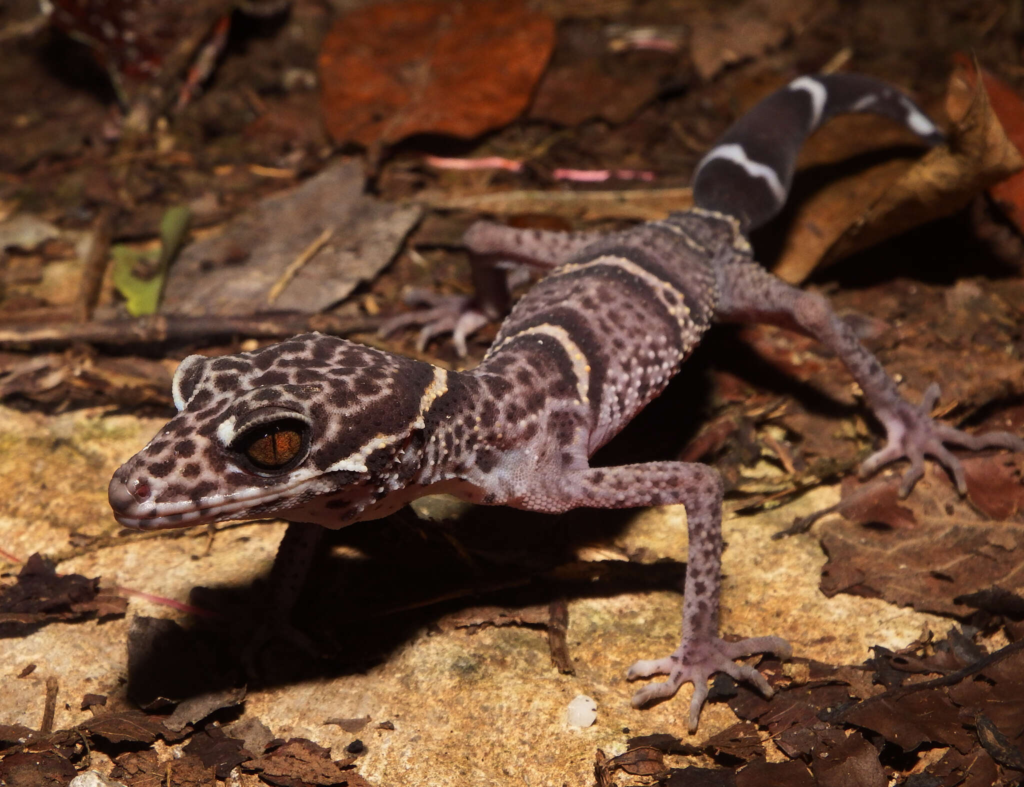 Image of Chinese Cave Gecko