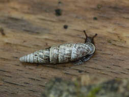 Image de Cochlodina laminata (Montagu 1803)