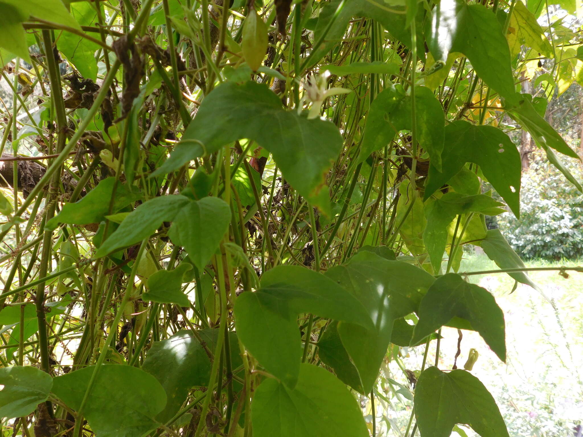 Image of Passiflora cisnana Harms