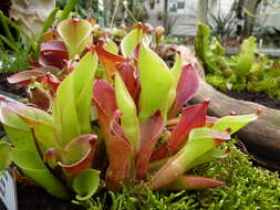 Image of Heliamphora pulchella Wistuba, Carow, Harbarth & Nerz