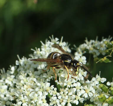 Image of Norwegian Wasp