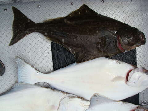 Image of Pacific halibut