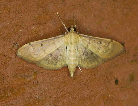 Image de Herpetogramma bipunctalis Fabricius 1794