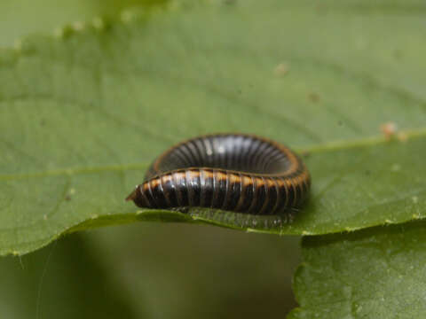 Image of Striped Millipede