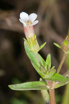 Image of Gratiola pedunculata R. Br.