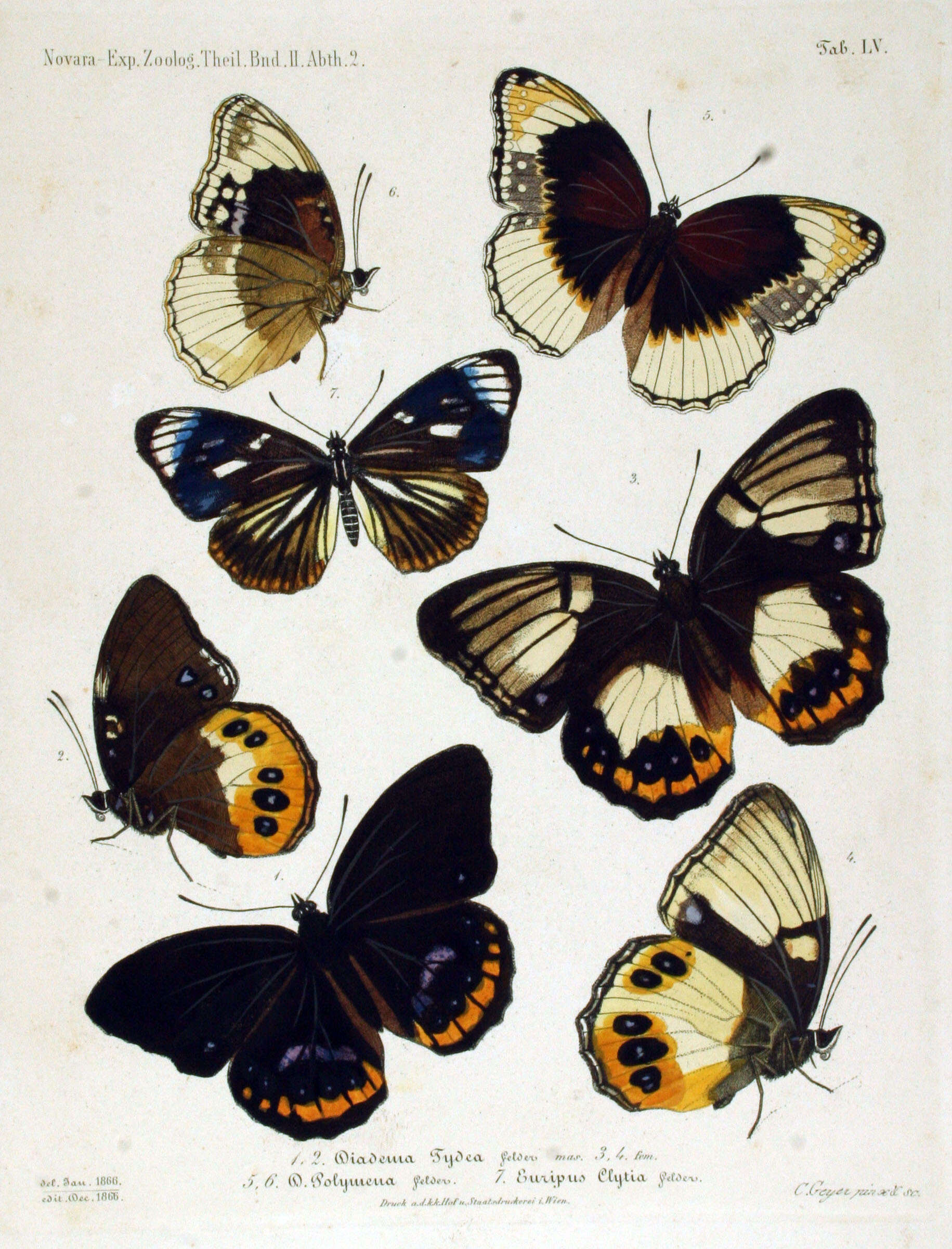 Image of Hypolimnas alimena Linnaeus 1758
