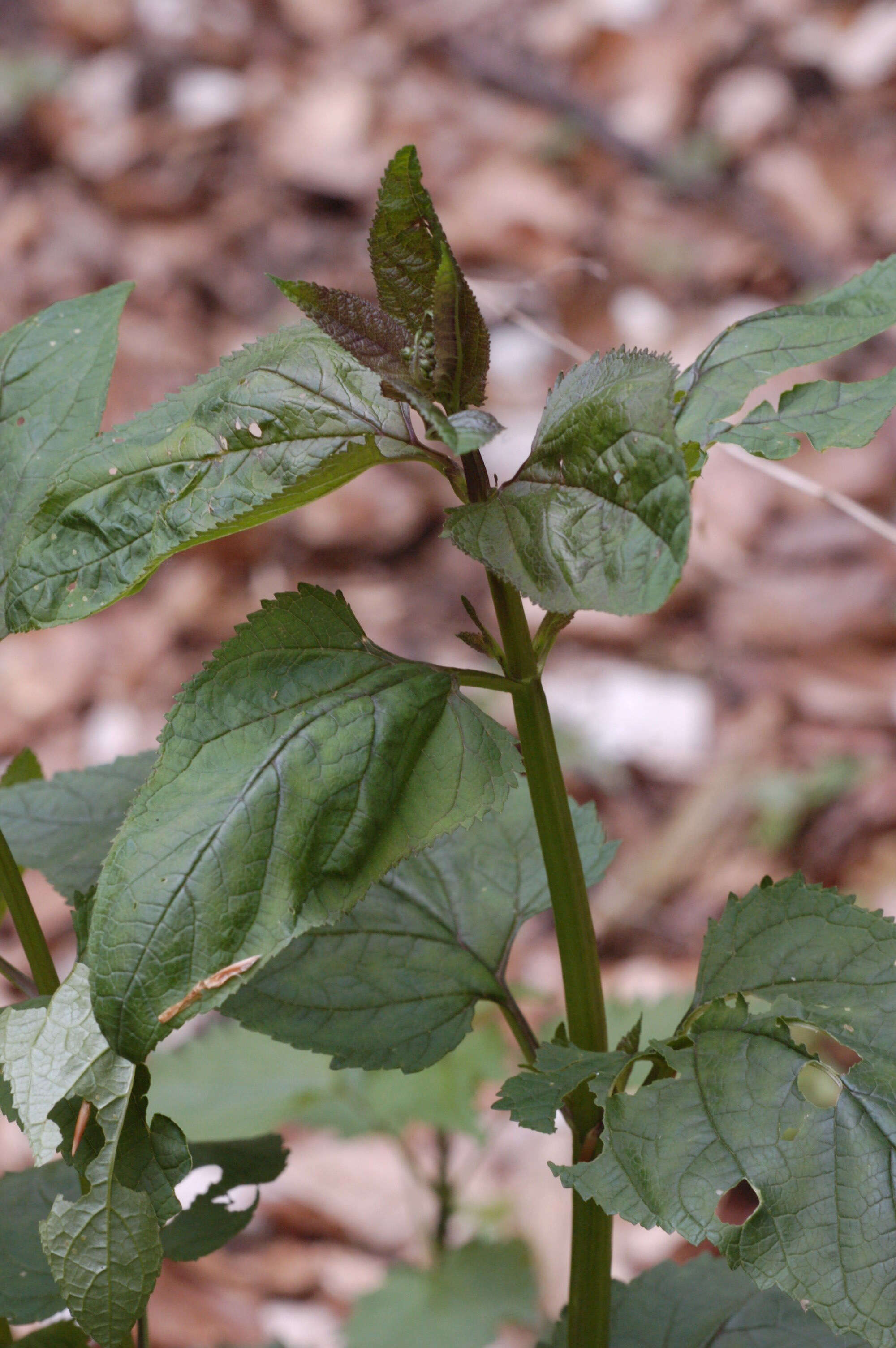 Image of common figwort