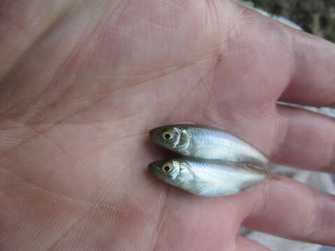 Image of Spotfin shiner