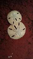 Image of Sand dollar