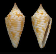 Image de Conus acutangulus Lamarck 1810