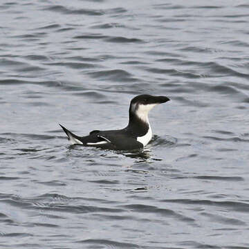 Image of Lesser auk