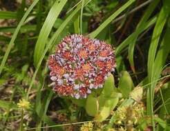 Imagem de Hylotelephium anacampseros (L.) H. Ohba