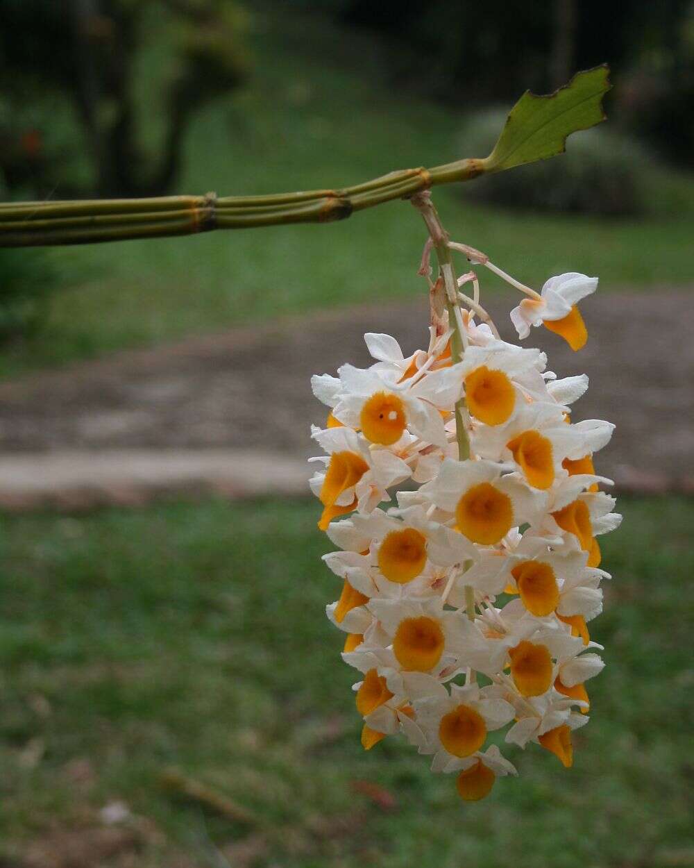 Imagem de Dendrobium thyrsiflorum B. S. Williams