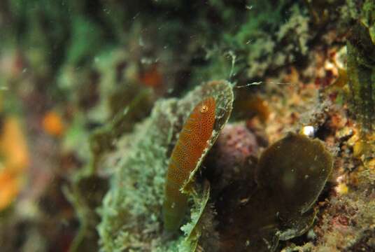 Image of Western cleaner clingfish