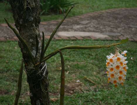 Image de Dendrobium thyrsiflorum B. S. Williams