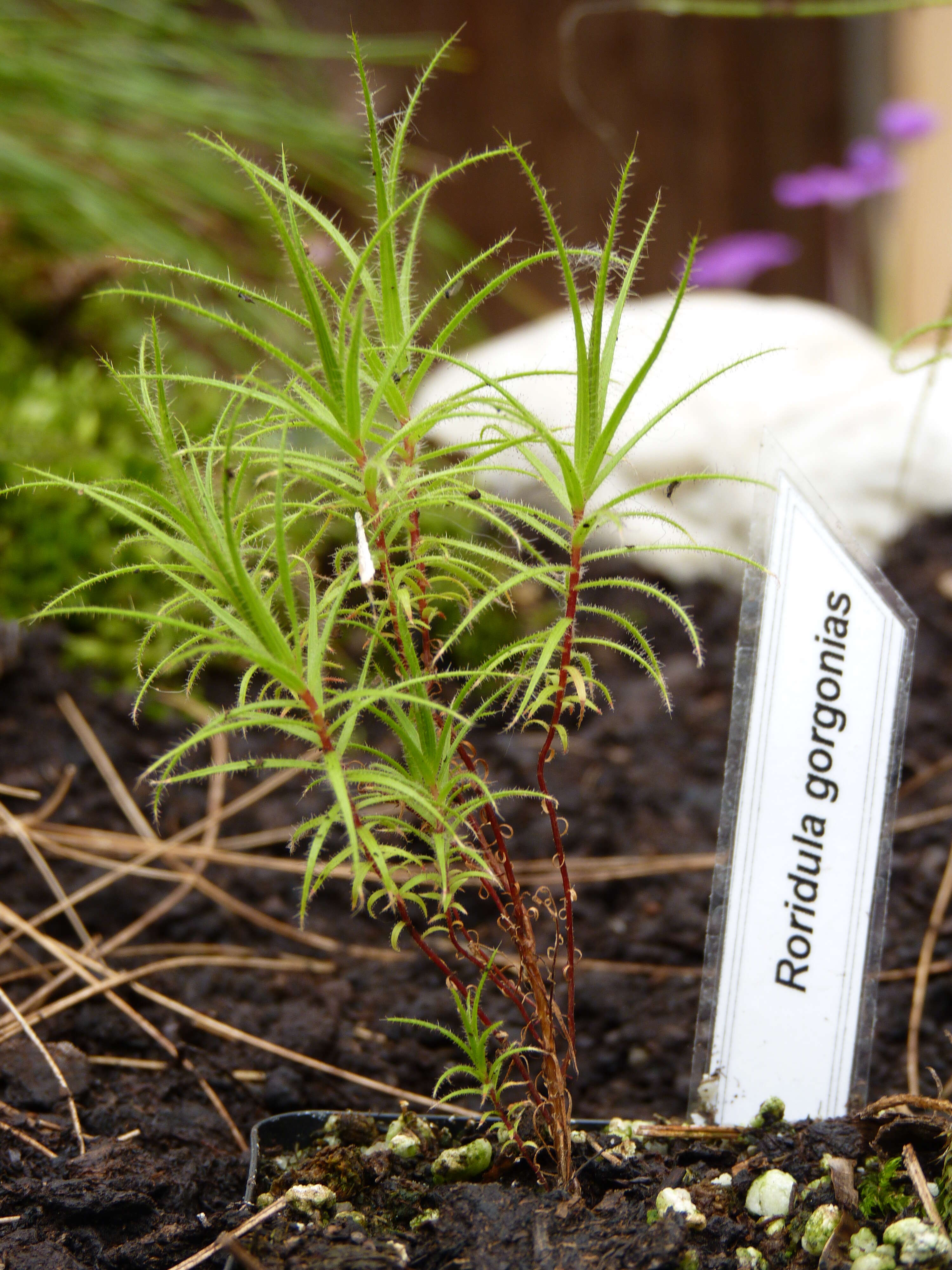 Image of Roridula gorgonias Planch.