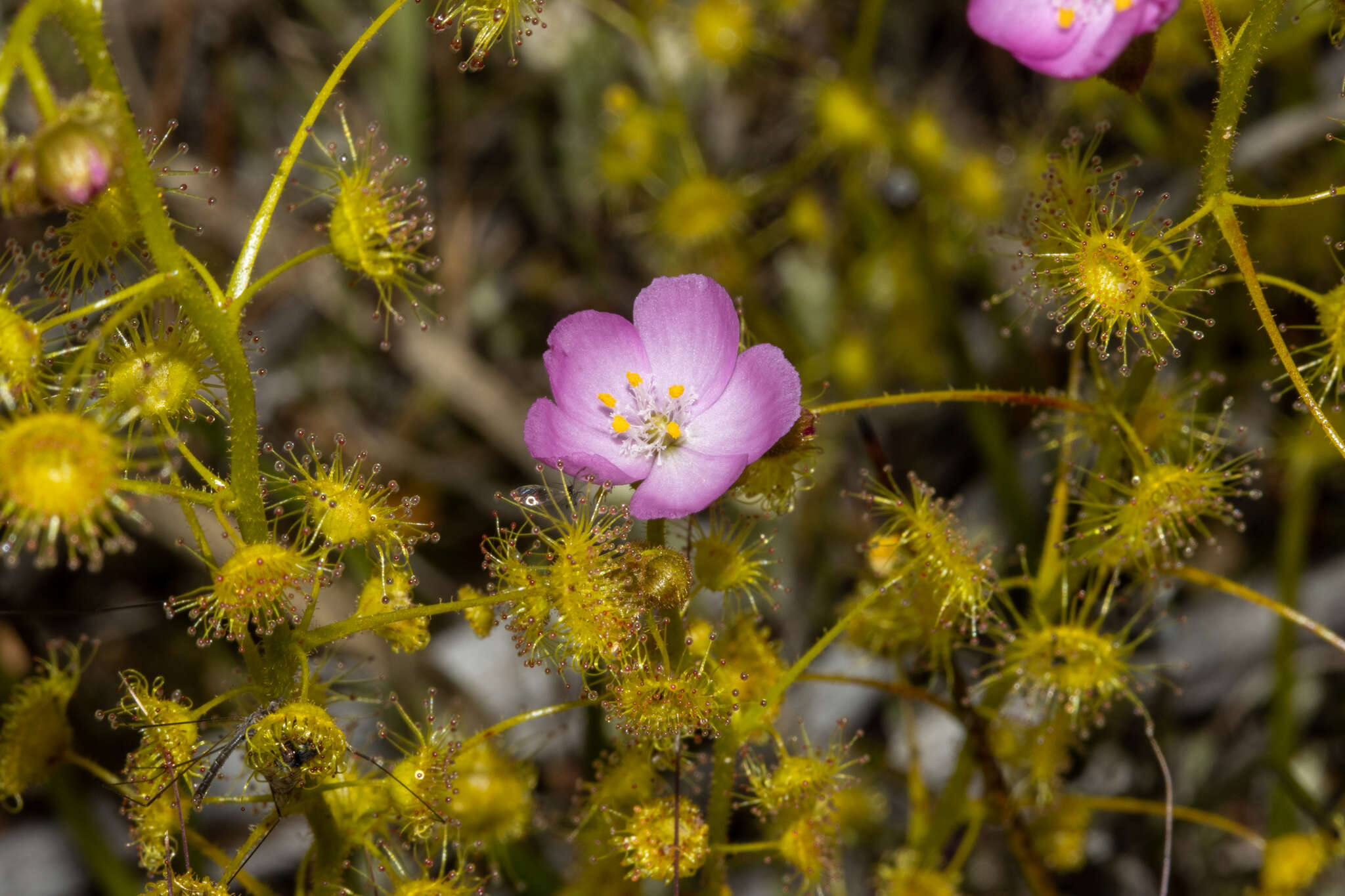 Image of Drosera stricticaulis (Diels) O. H. Sargent