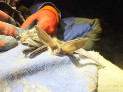 Image of Ognev’s Long-eared Bat