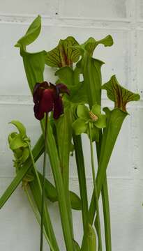 Image of Yellow pitcher plant