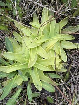 Image de Pinguicula ionantha R. K. Godfrey